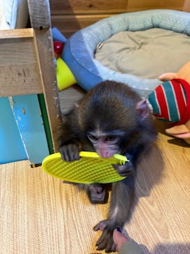 おさるランド＆アニタウン　日光さる軍団劇場に投稿された画像（2023/1/2）