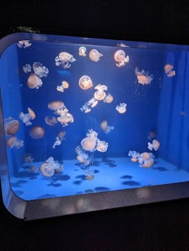 新江ノ島水族館に投稿された画像（2023/1/2）