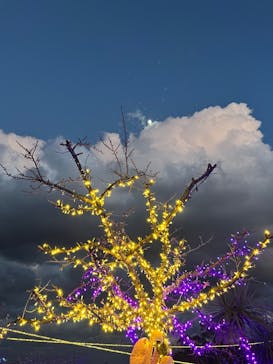 伊豆ぐらんぱる公園に投稿された画像（2023/1/2）