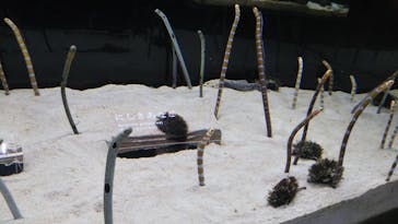 京都水族館に投稿された画像（2023/1/2）