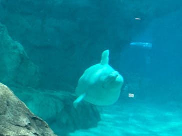 名古屋港水族館に投稿された画像（2023/1/2）
