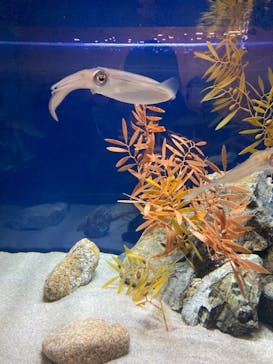 大分マリーンパレス水族館 「うみたまご」に投稿された画像（2023/1/2）