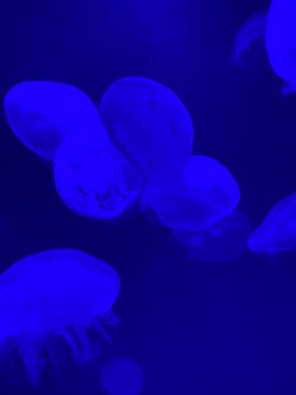 大分マリーンパレス水族館 「うみたまご」に投稿された画像（2023/1/2）