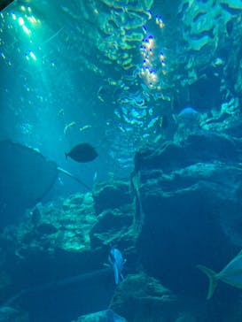 大分マリーンパレス水族館 「うみたまご」に投稿された画像（2023/1/2）