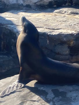 鴨川シーワールドに投稿された画像（2023/1/2）