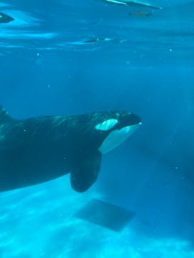 鴨川シーワールドに投稿された画像（2023/1/2）