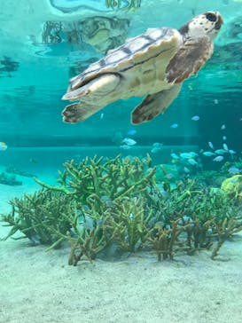 鴨川シーワールドに投稿された画像（2023/1/2）