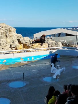 大分マリーンパレス水族館 「うみたまご」に投稿された画像（2023/1/2）