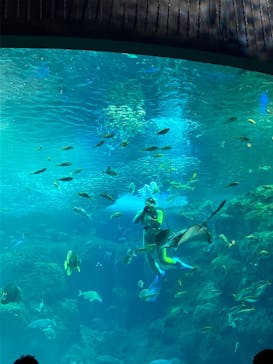 新江ノ島水族館に投稿された画像（2023/1/2）