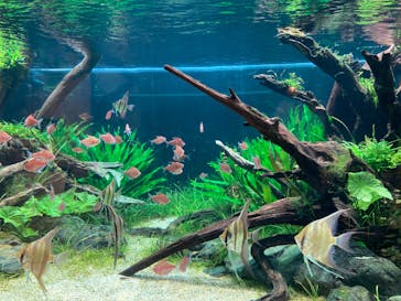 カワスイ 川崎⽔族館に投稿された画像（2023/1/2）