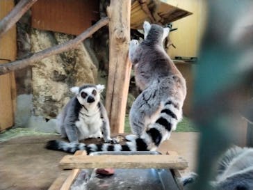 那須ワールドモンキーパークに投稿された画像（2023/1/2）