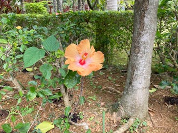 美らヤシパークオキナワ・東南植物楽園に投稿された画像（2023/1/2）