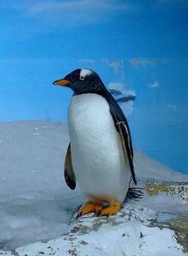 鴨川シーワールドに投稿された画像（2023/1/2）