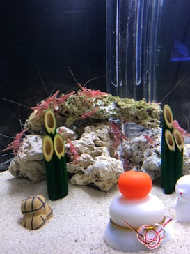 環境水族館アクアマリンふくしまに投稿された画像（2023/1/2）