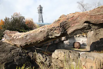 天王寺動物園に投稿された画像（2023/1/3）