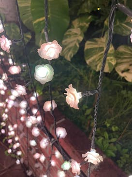 美らヤシパークオキナワ・東南植物楽園に投稿された画像（2023/1/3）