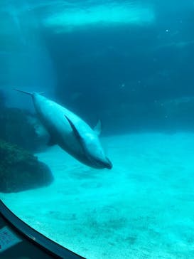 名古屋港水族館に投稿された画像（2023/1/3）
