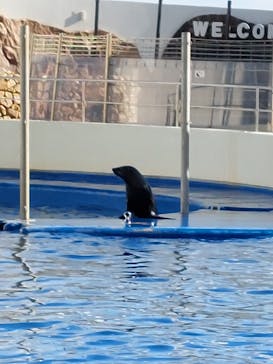 大分マリーンパレス水族館 「うみたまご」に投稿された画像（2023/1/3）
