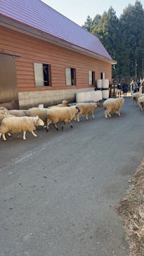 まかいの牧場に投稿された画像（2023/1/3）