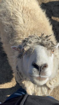 まかいの牧場に投稿された画像（2023/1/3）