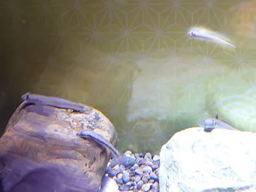 名古屋港水族館に投稿された画像（2023/1/3）