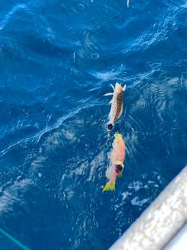 沖縄海うさぎ・海あしびに投稿された画像（2023/1/3）