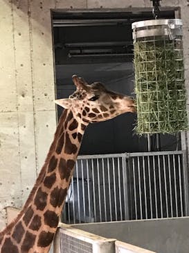 よこはま動物園ズーラシアに投稿された画像（2023/1/3）