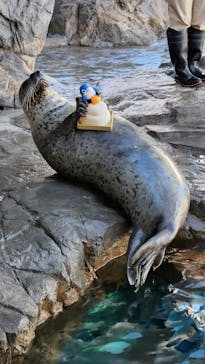 しながわ水族館に投稿された画像（2023/1/3）