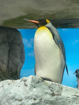 鴨川シーワールドに投稿された画像（2023/1/3）