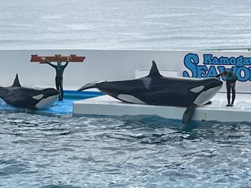 鴨川シーワールドに投稿された画像（2023/1/3）