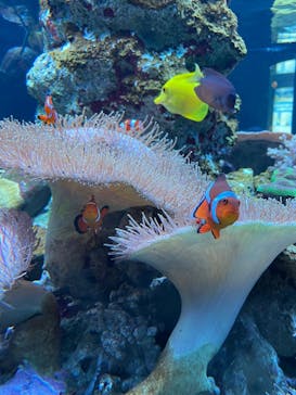 鴨川シーワールドに投稿された画像（2023/1/3）