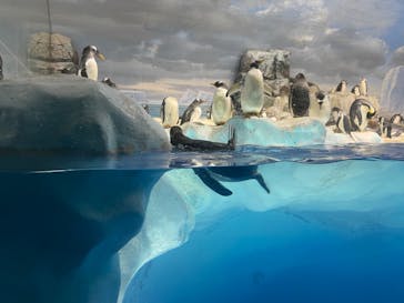 名古屋港水族館に投稿された画像（2023/1/3）
