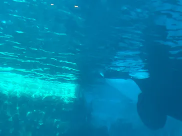 名古屋港水族館に投稿された画像（2023/1/3）