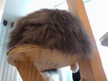 猫カフェモカ　イオンレイクタウン店に投稿された画像（2023/1/3）