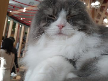 猫カフェモカ　イオンレイクタウン店に投稿された画像（2023/1/3）
