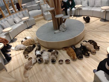 猫カフェモカ　イオンレイクタウン店に投稿された画像（2023/1/3）