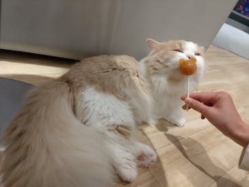 猫カフェモカ　イオンレイクタウン店に投稿された画像（2023/1/3）