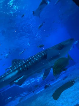沖縄美ら海水族館に投稿された画像（2023/1/3）