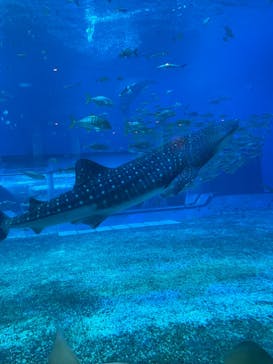 沖縄美ら海水族館に投稿された画像（2023/1/3）