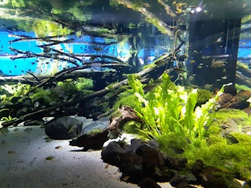 カワスイ 川崎⽔族館に投稿された画像（2023/1/3）