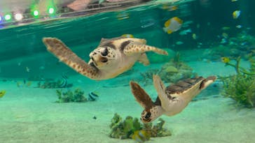 鴨川シーワールドに投稿された画像（2023/1/3）