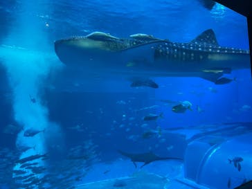 沖縄美ら海水族館に投稿された画像（2023/1/3）