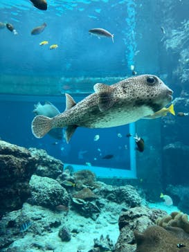 沖縄美ら海水族館に投稿された画像（2023/1/3）