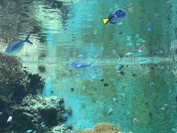 沖縄美ら海水族館に投稿された画像（2023/1/3）