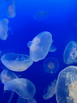 新江ノ島水族館に投稿された画像（2023/1/3）