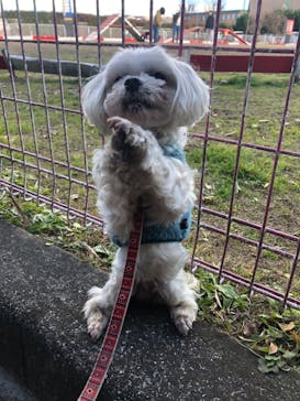 IPCわんわん動物園に投稿された画像（2023/1/3）