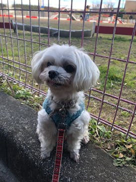 IPCわんわん動物園に投稿された画像（2023/1/3）