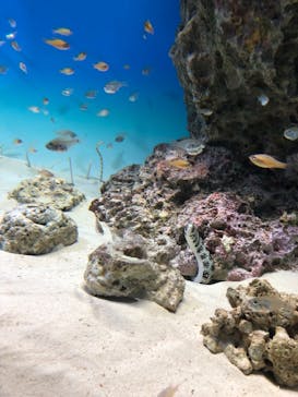 アクアワールド茨城県大洗水族館に投稿された画像（2023/1/3）