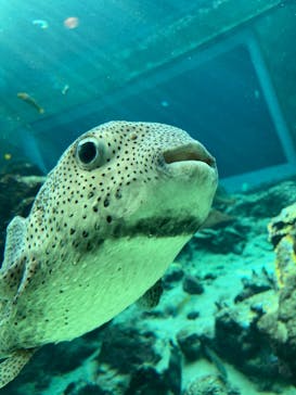 沖縄美ら海水族館に投稿された画像（2023/1/3）