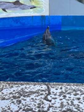 大分マリーンパレス水族館 「うみたまご」に投稿された画像（2023/1/3）